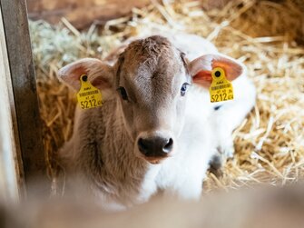 Kalb im Stall am Schilcherhof, Steiermark | © Urlaub am Bauernhof Steiermark / Daniel Gollner