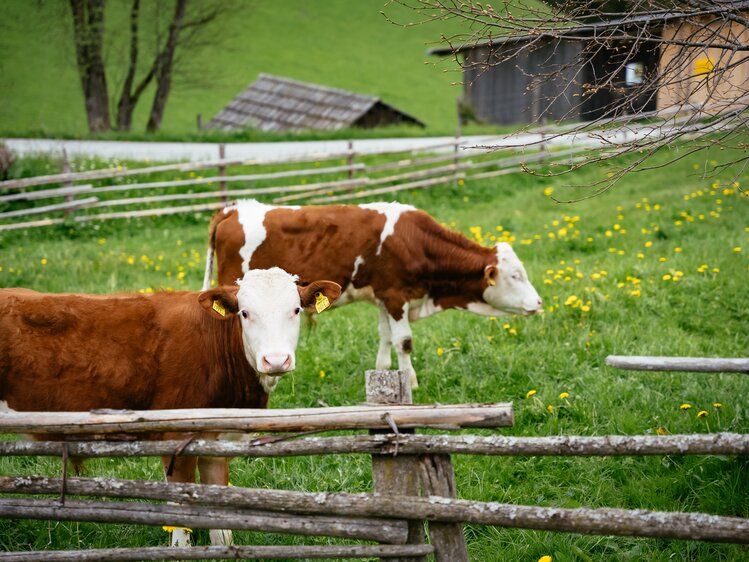 Kühe auf der Weide am Bauernhof, Rossegger, Steiermark | © Urlaub am Bauernhof Steiermark | Daniel Gollner