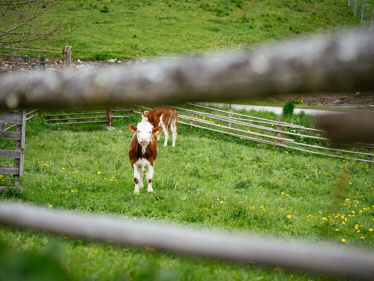 Blick auf die Kuh durch den Holzzaun, Rossegger, Steiermark | © Urlaub am Bauernhof Steiermark | Daniel Gollner