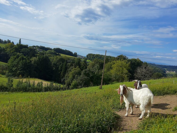 Ziegen auf dem Weg im Gelände, Schwalbenhof, Steiermark | © Urlaub am Bauernhof Steiermark / Evelyn Götz