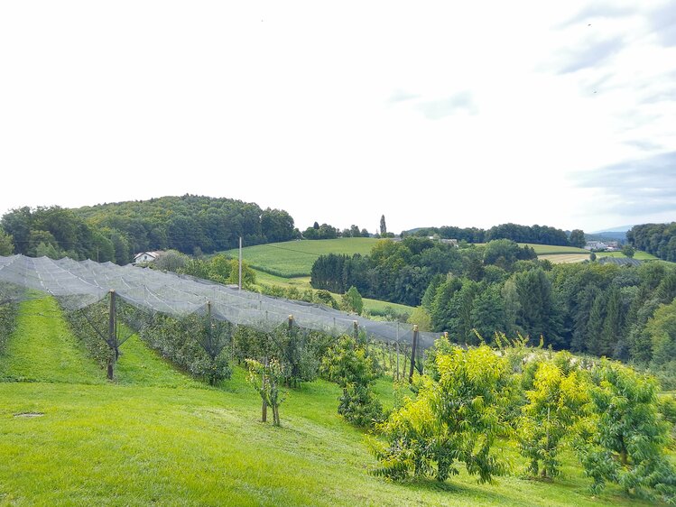 Obstgarten mit Hagelnetz, Schwalbenhof, Steiermark | © Urlaub am Bauernhof Steiermark / Evelyn Götz