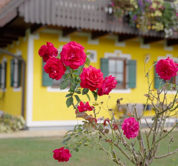 Am Weberhof in der Steiermark | © Urlaub am Bauernhof Steiermark / Daniel Gollner