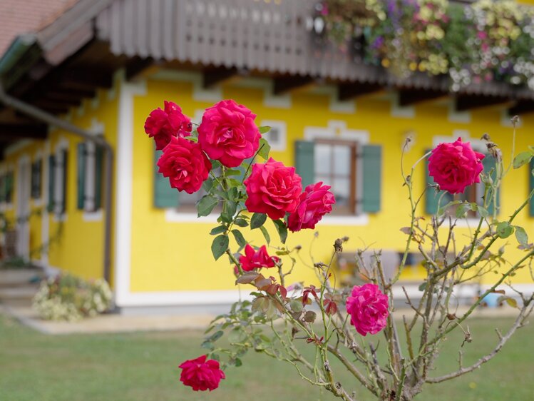 Am Weberhof in der Steiermark | © Urlaub am Bauernhof Steiermark / Daniel Gollner