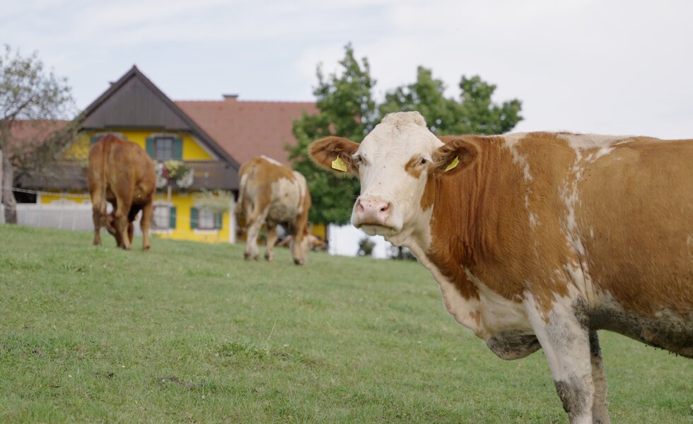 Kühe auf der Weide, Weberhof, Steiermark | © Urlaub am Bauernhof Steiermark / Daniel Gollner