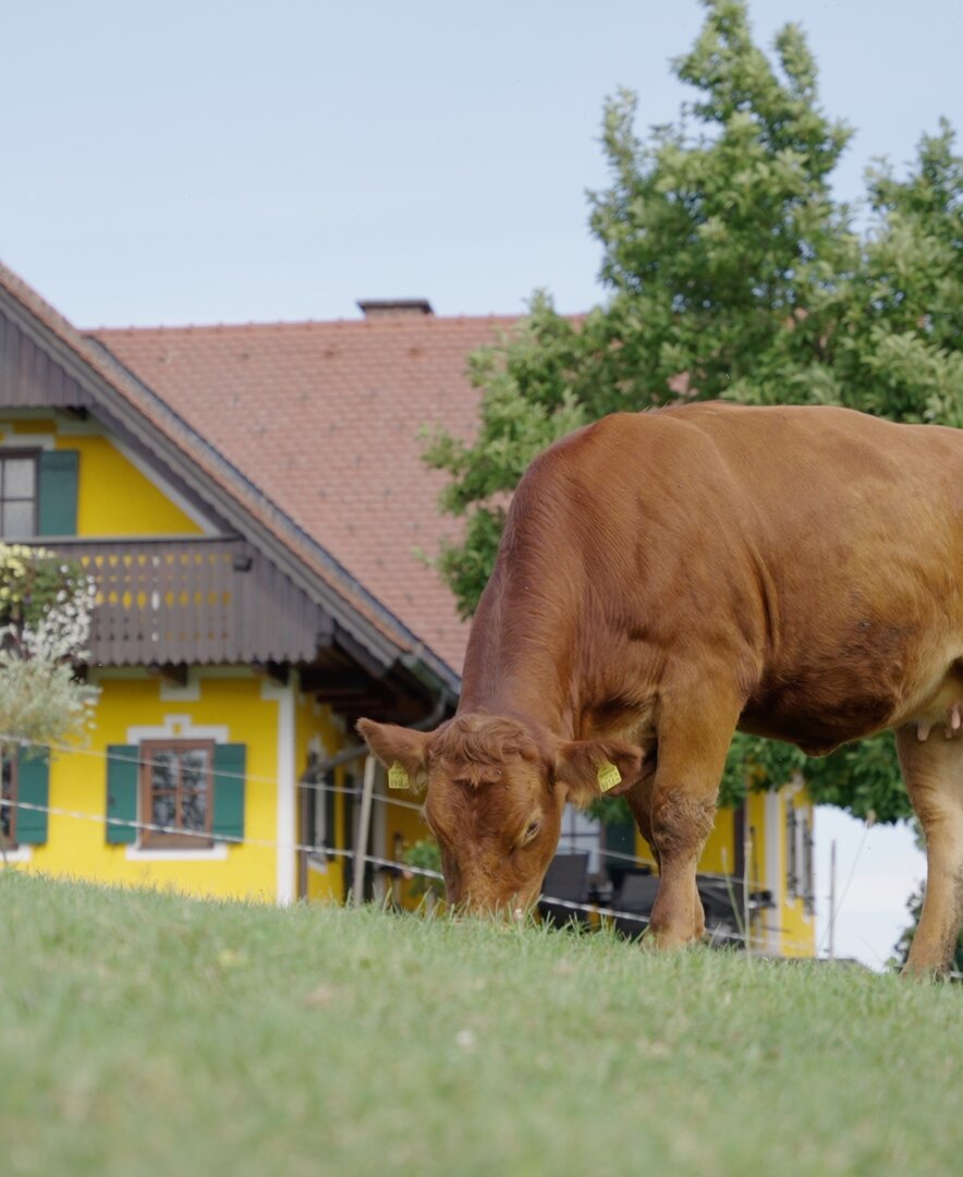 Kuh auf der Weide am Weberhof, Steiermark | © Urlaub am Bauernhof Steiermark / Daniel Gollner