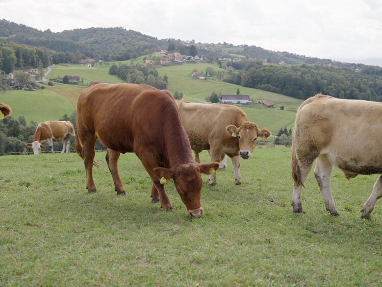 Kühe auf der Weide am Weberhof, Steiermark | © Urlaub am Bauernhof Steiermark / Daniel Gollner