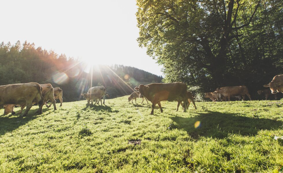 Kühe auf der Weide | © Michlbauernhof / Karoline Karner