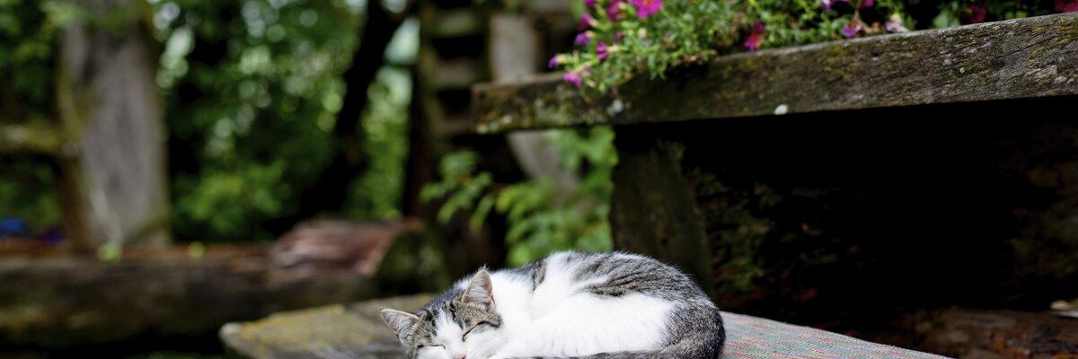 Die Katze schläft im Garten auf der Bank, Urlaubsregion Murau-Murtal, Steiermark | © Urlaub am Bauernhof Steiermark / Kufferath