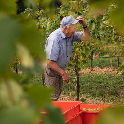 Im Weingarten bei der Weinlese | © Urlaub am Bauernhof / punkt & komma