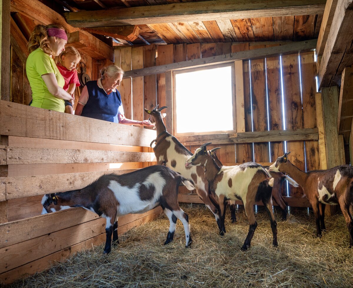 Goldriese - Stall | © Urlaub am Bauernhof - TVB Osttirol/ Troyer Tonalia