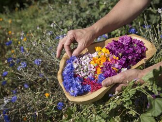 Blüten werden in der Schale gesammelt | © Urlaub am Bauernhof Tirol / Lisa Hörterer