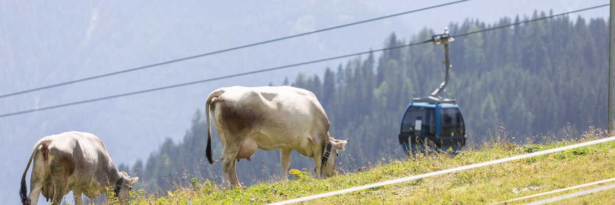 Kuh auf Wiese - Möseralm | © Serfaus-Fiss_Ladis Marketing GmbH/ Andreas Kirschner