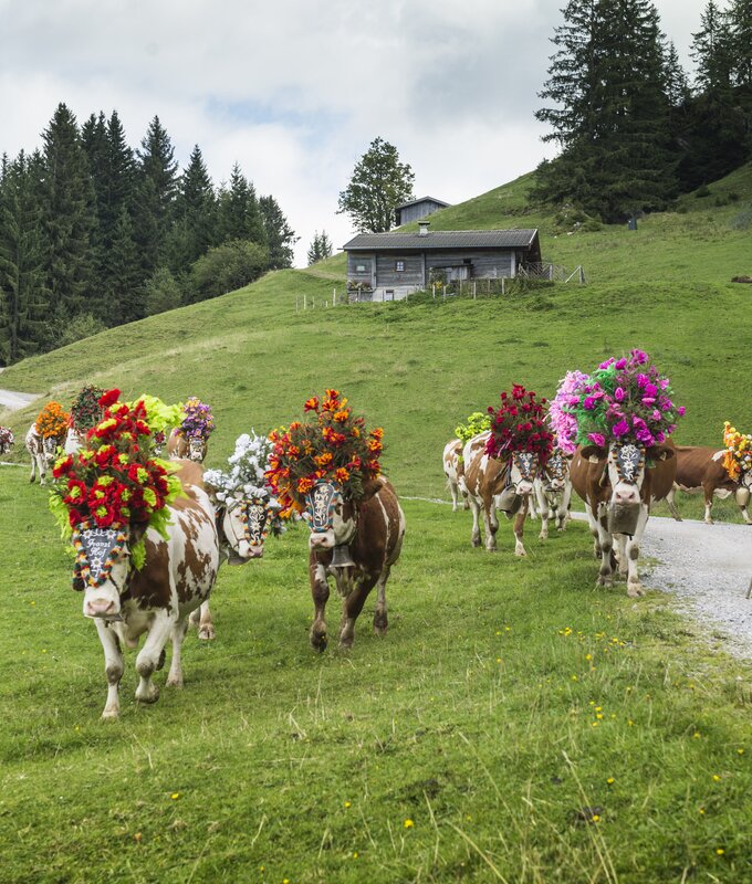 Almabtrieb | © Daniel Reiter/Peter von Felber