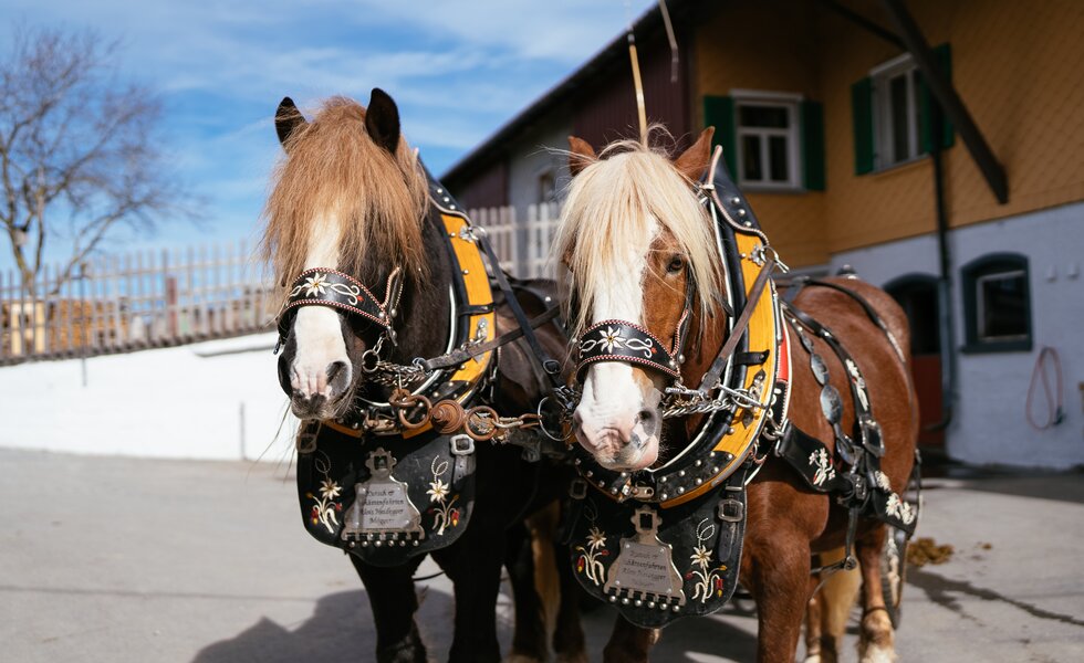 Kutschenfahrt | © Urlaub am Bauernhof / Daniel Gollner