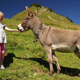 Mädchen mit Esel auf der Alpe Sera | © Urlaub am Bauernhof Vorarlberg / Ludwig Berchtold