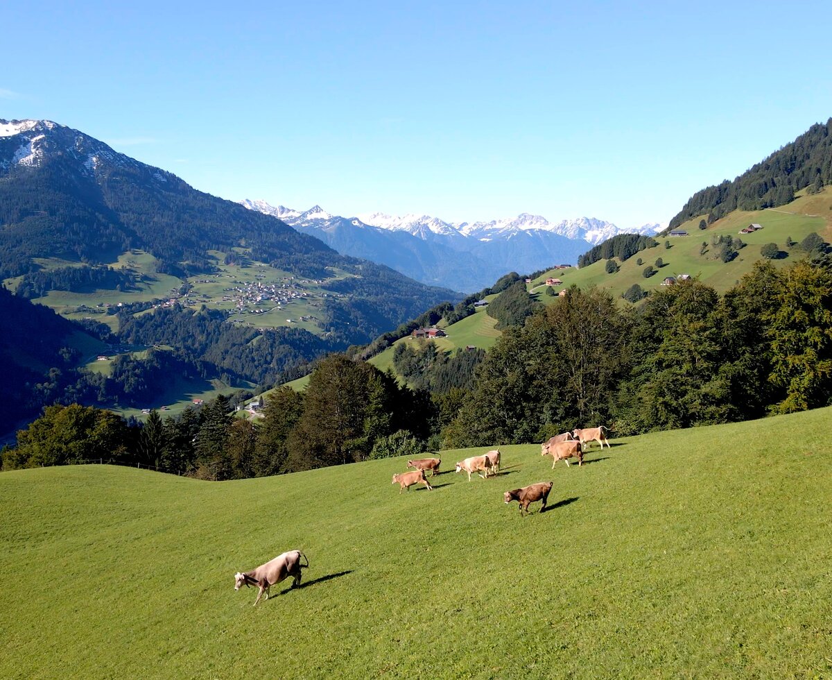 Die Kühe genießen den Weidegang | © Urlaub am Bauernhof / Daniel Gollner