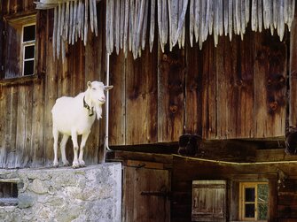 Ziege mit Bart steht auf Steinmauer beim Haus | © Urlaub am Bauernhof Vorarlberg / Andreas Kuenk