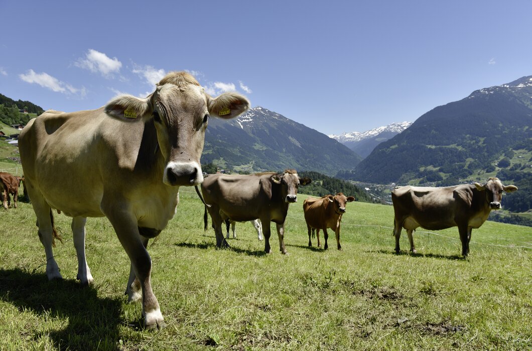 Kühe im Montafon | © Urlaub am Bauernhof Vorarlberg / Andreas Kuenk