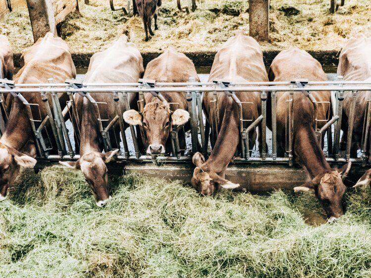 Kühe im Stall beim Fressen | © Urlaub am Bauernhof Vorarlberg / Daniel Gollner