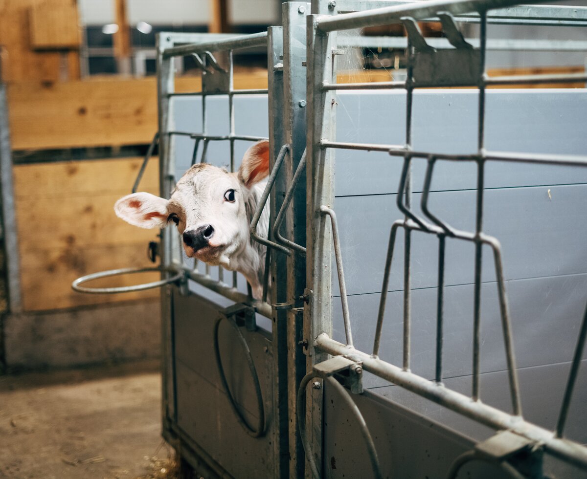 Kalb schaut aus dem Stall | © Urlaub am Bauernhof Vorarlberg / Daniel Gollner