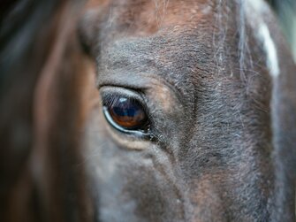 Pferdeportrait | © Urlaub am Bauernhof Vorarlberg / Daniel Gollner