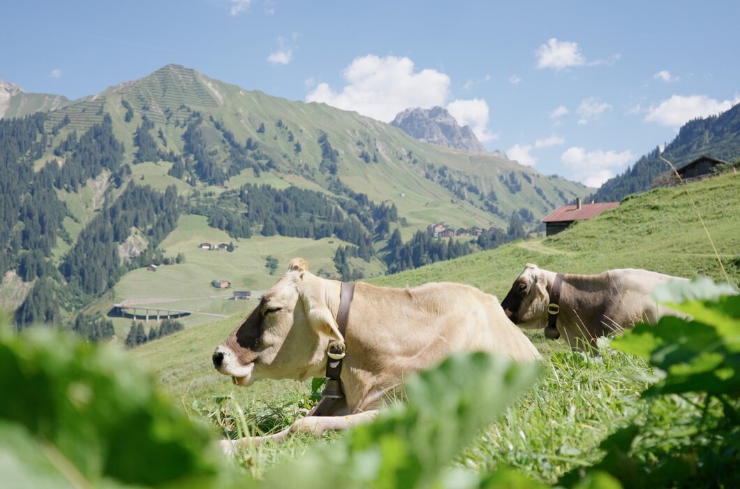 Kühe genießen die Sommerfrische auf der Alp | © Urlaub am Bauernhof / Daniel Gollner