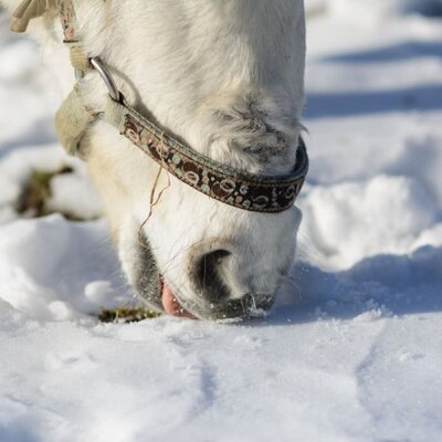 Pferdenase im Schnee