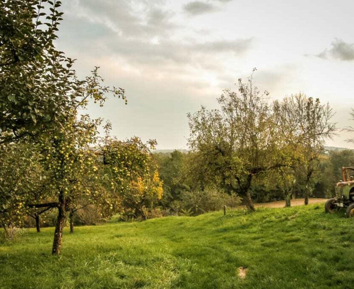 Streuobstwiesen