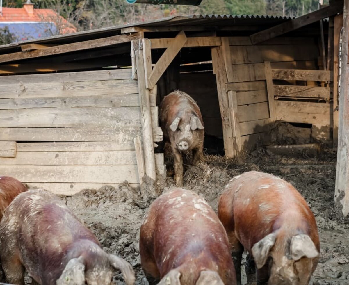 Duroc Schweine Freiland