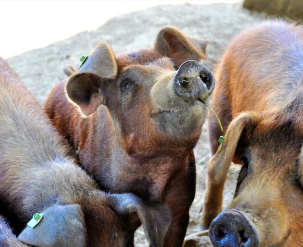 Bio Duroc Freilandschweine