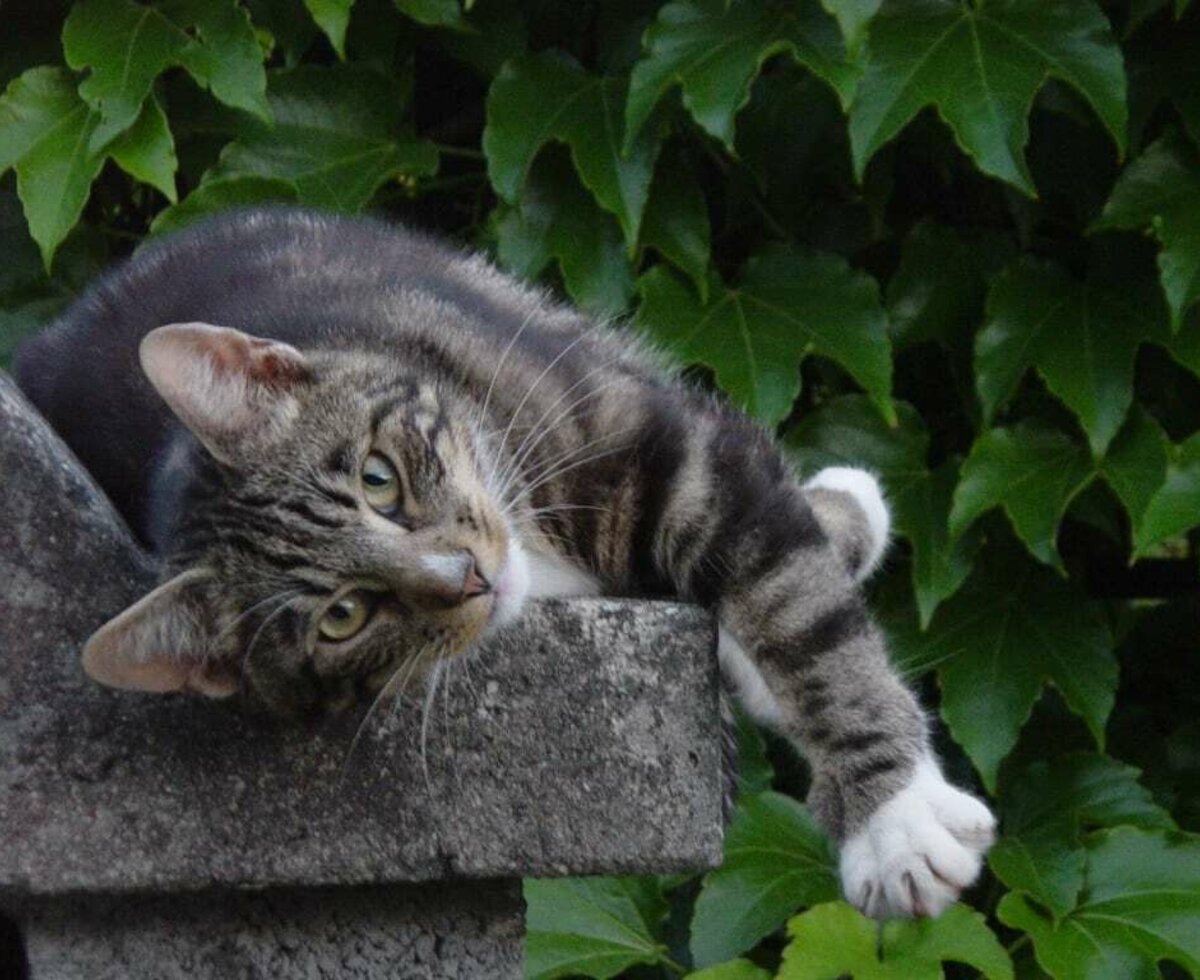 Unser Kater im Garten