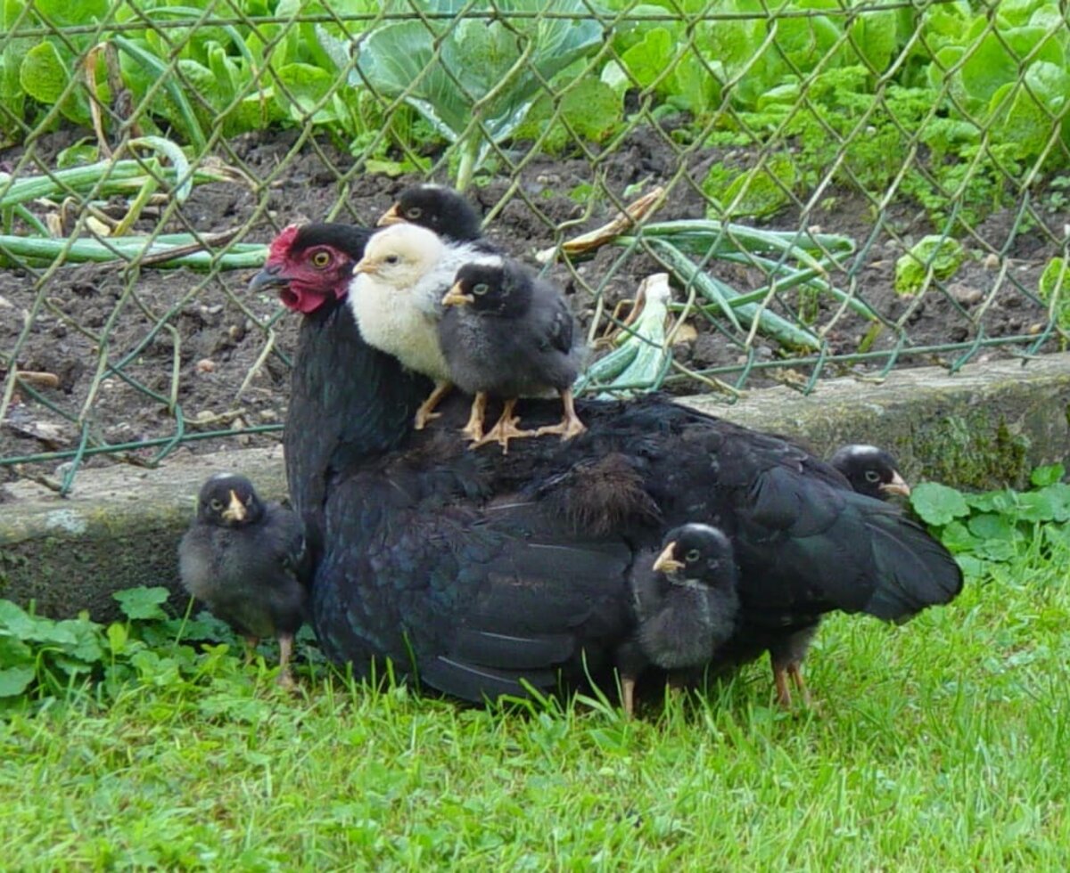 Nachwuss bei den Hühnern