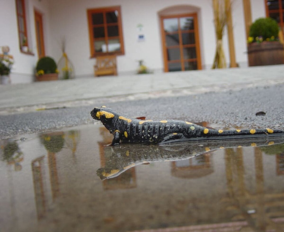 Ein Feuersalamander zu Besuch