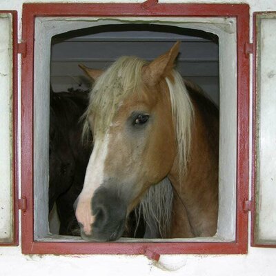 Struwel schaut aus dem Stallfenster in den Hof