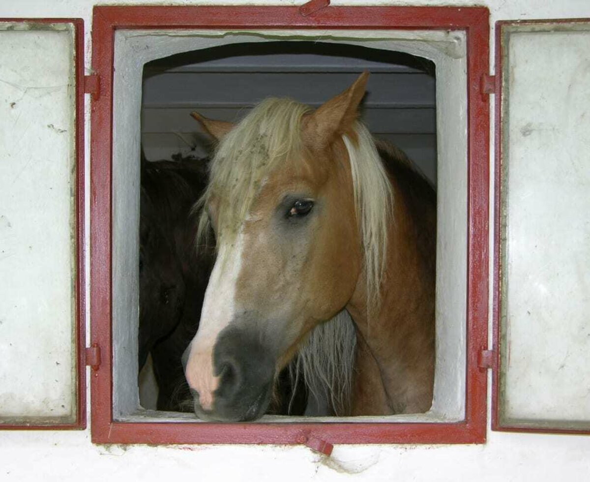 Struwel schaut aus dem Stallfenster in den Hof