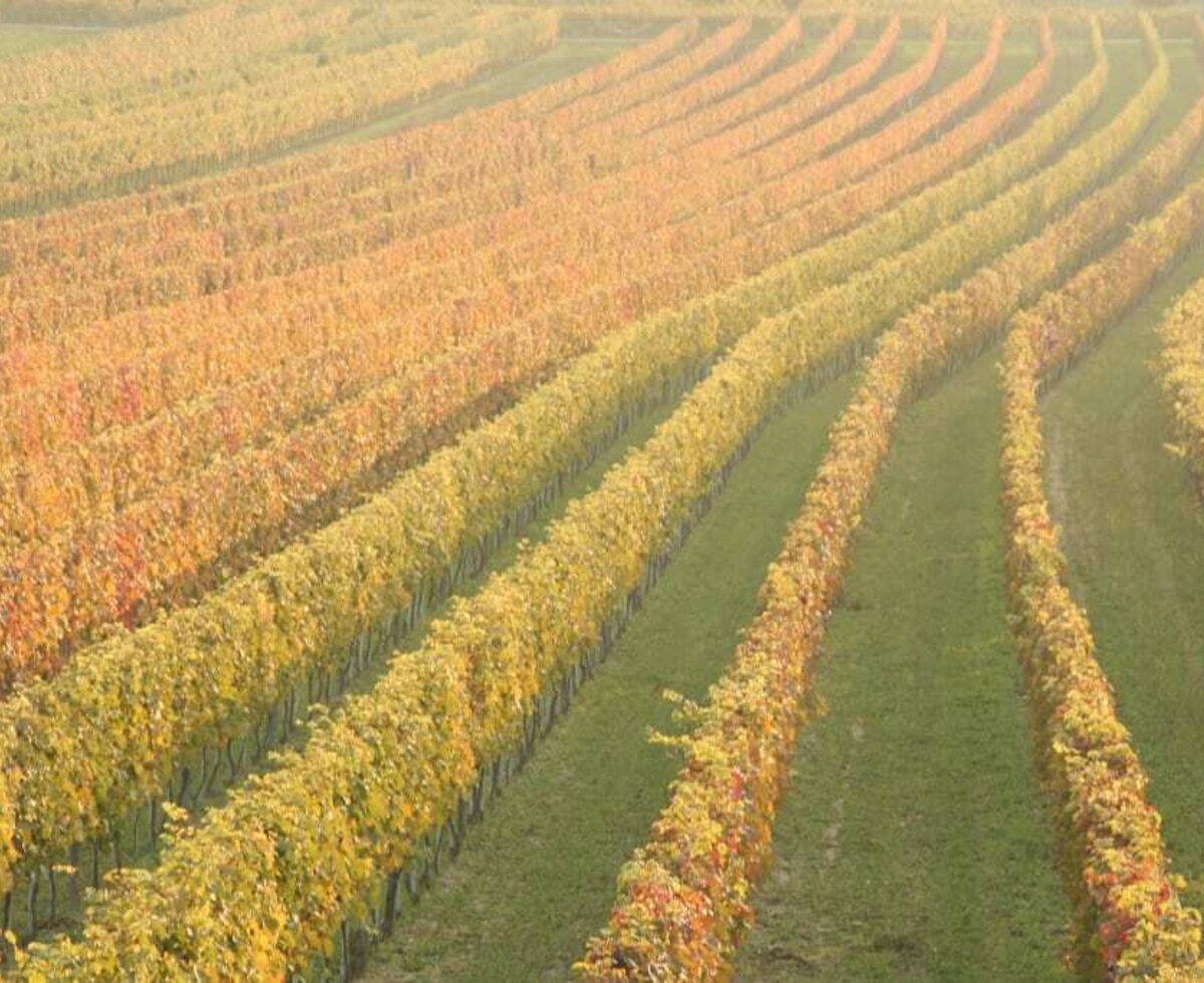 Weingärten im Herbst