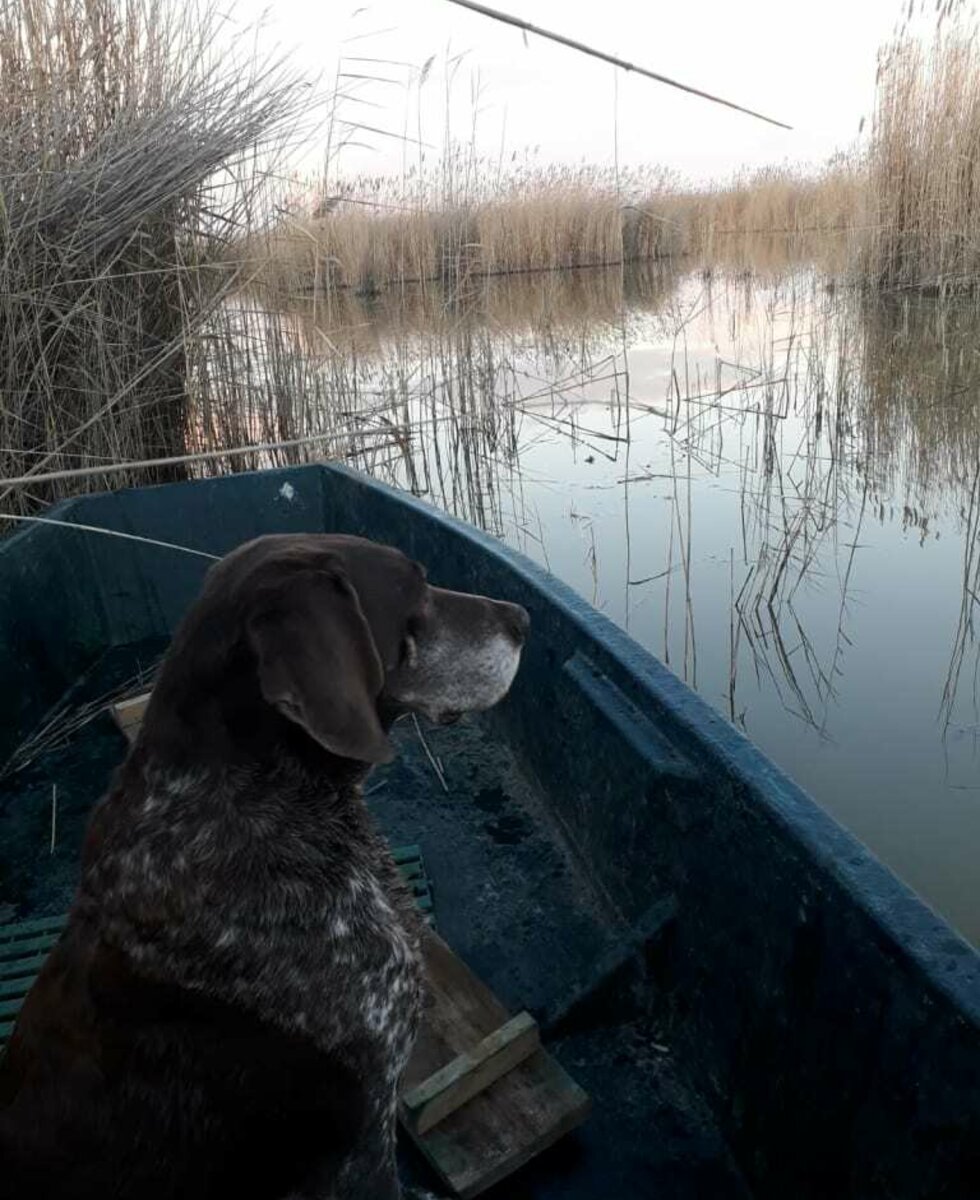 Ike - am See bei der Entenjagd