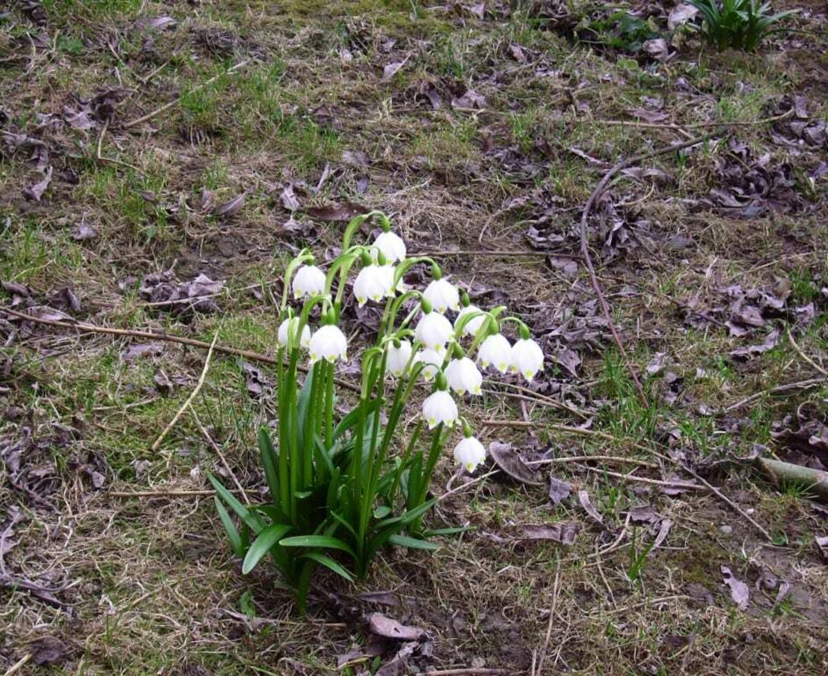 Die Frühlingsknotenblume