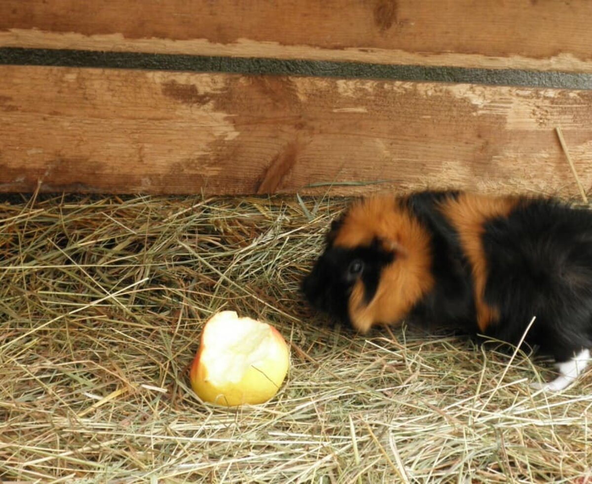 Schau, schau, ein Meerschweinchen