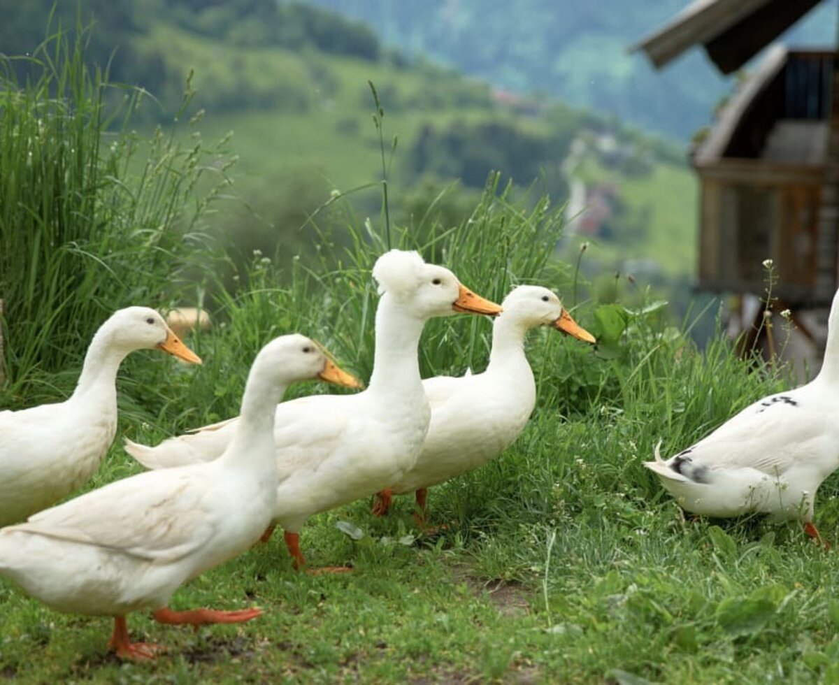 Enten vor dem Haus