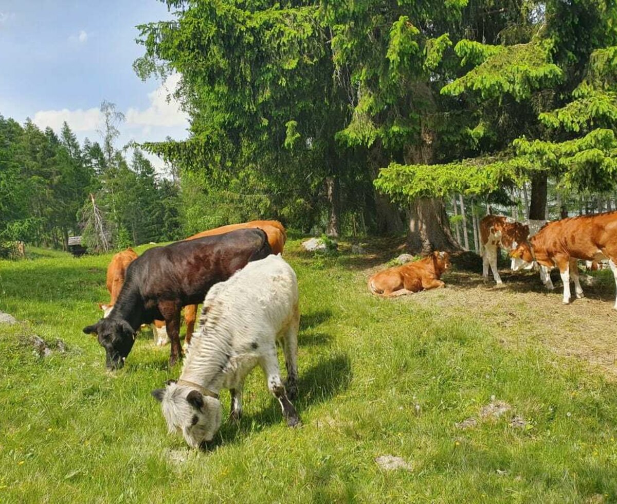 Unsere Kälber auf der Alm