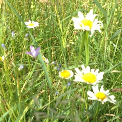 Blumenmeer vor dem Almhaus Strutz