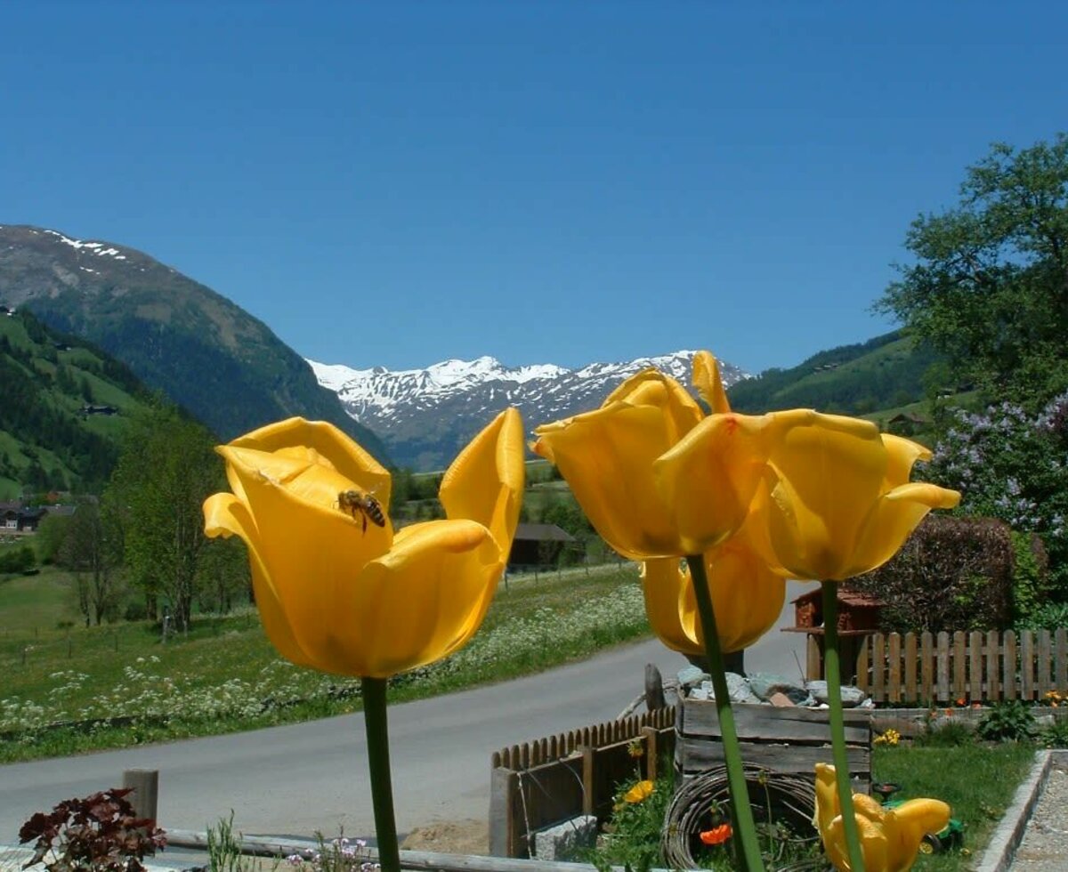 Ausblick  Nationalpark Hohe Tauern