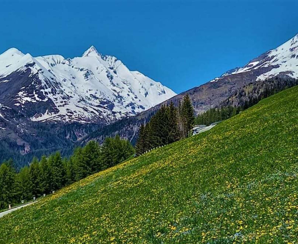 Frühlingswiese am Seppenbauerhof mit Großglockner