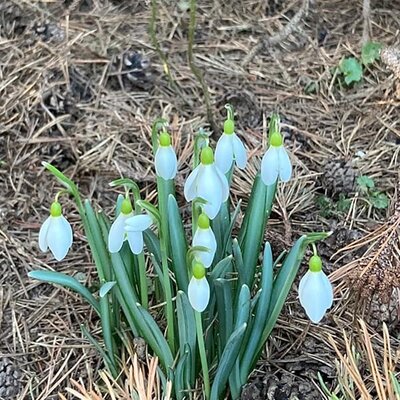 Frühlingknotenblumen