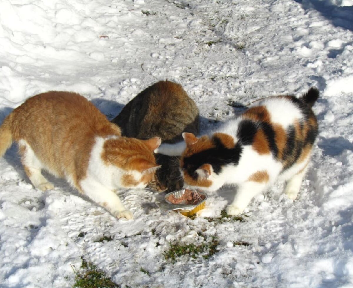 Katzen im Schnee