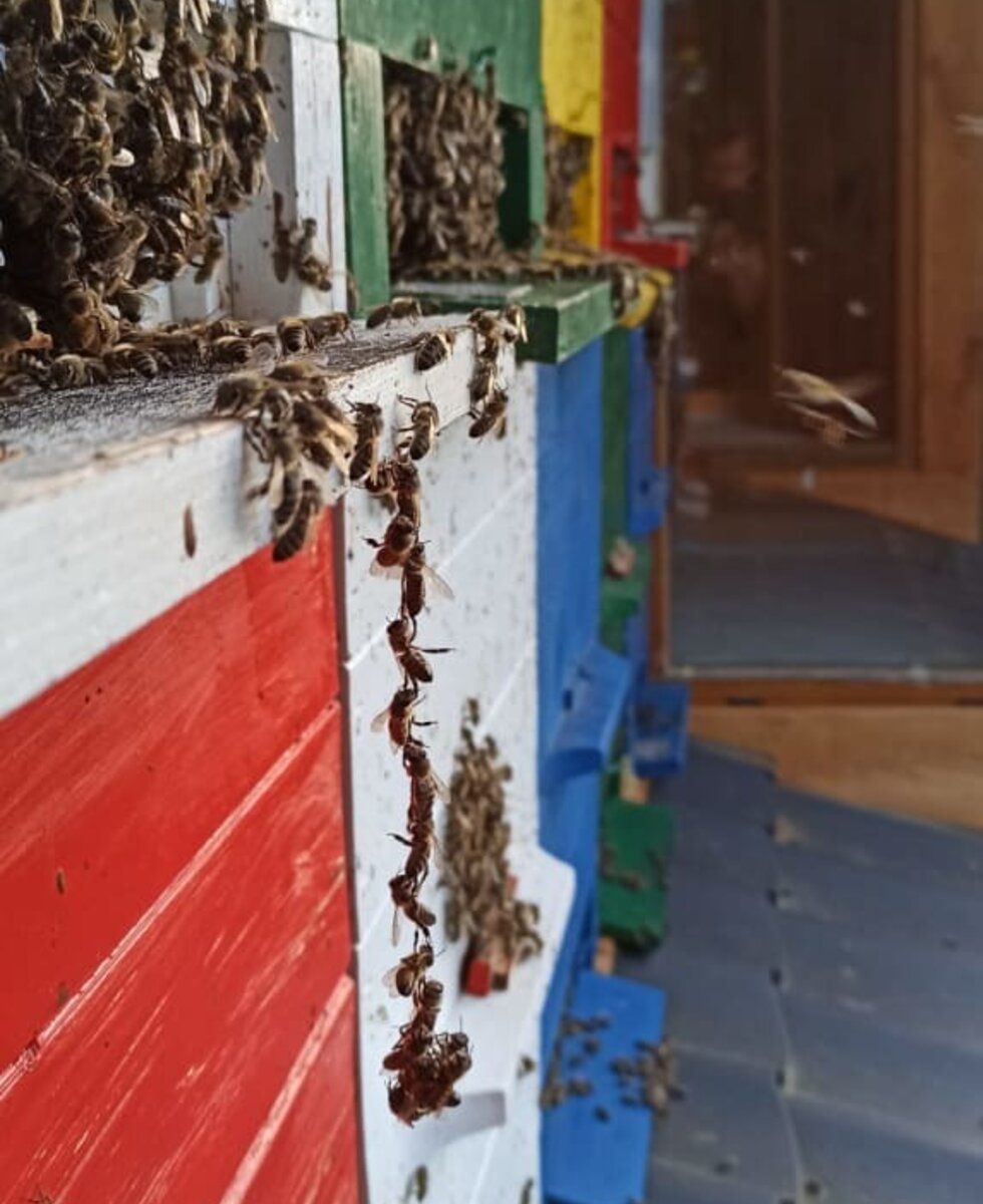 Bienen beobachten