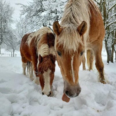 Spirit und Melodie genießen den Winter in Kärnten