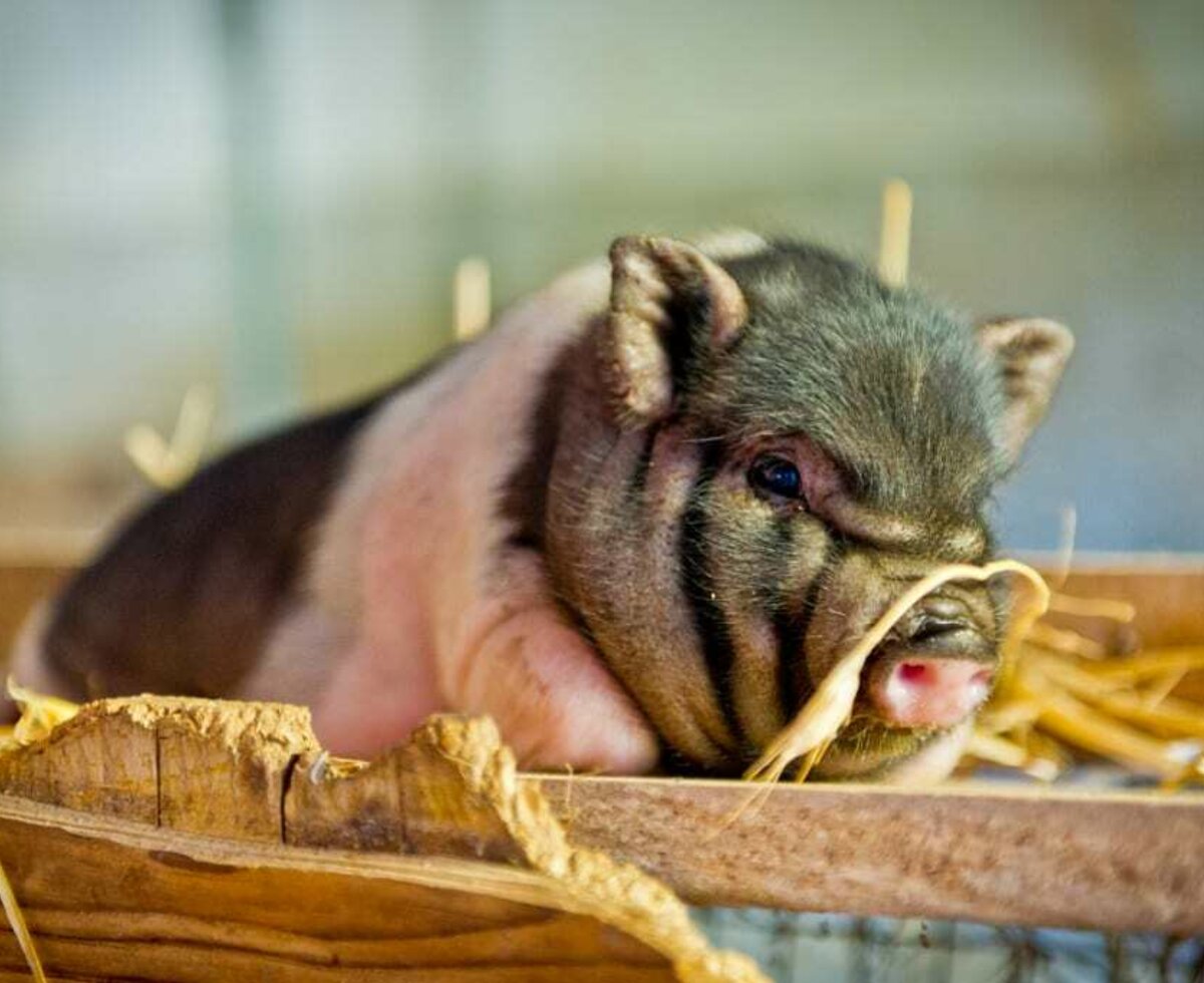 Junges Hängebauchschwein