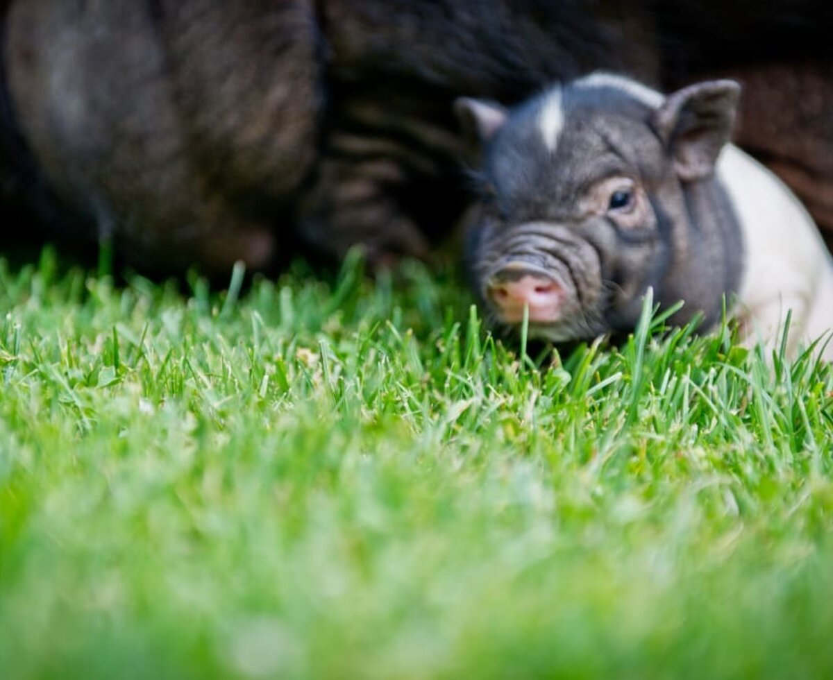 Hängebauchschwein